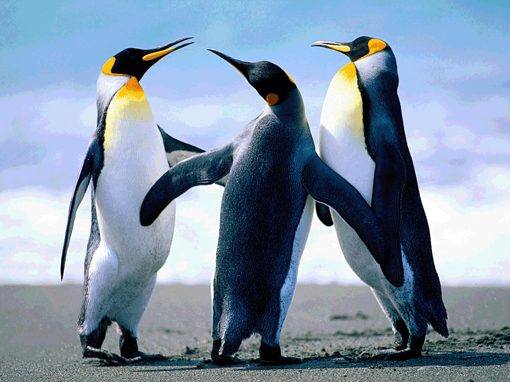 Penguins1.gif